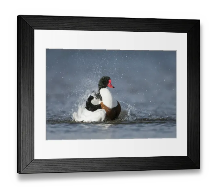 Framed Print : Common Shelduck (Tadorna tadorna) male bathing, Schleswig-Holstein, Germany Framed Print : Common Shelduck (Tadorna tadorna) male bathing, Schleswig-Holstein, Germany