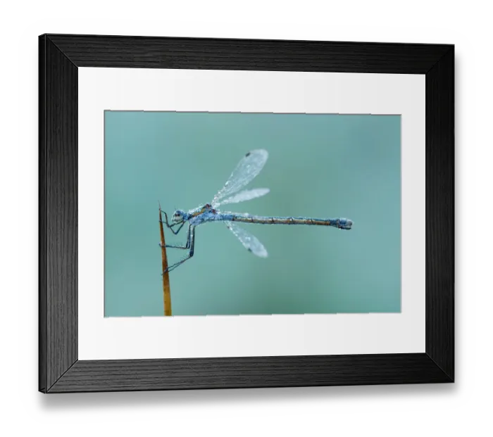 Framed Print : Emerald Damselfly (Lestes sponsa) female on a blade of reeds, Utrecht, The Netherlands Framed Print : Emerald Damselfly (Lestes sponsa) female on a blade of reeds, Utrecht, The Netherlands