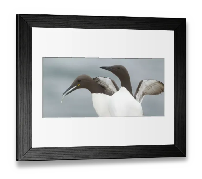 Framed Print : Common Murre (Uria aalge), Scotland, United Kingdom Framed Print : Common Murre (Uria aalge), Scotland, United Kingdom