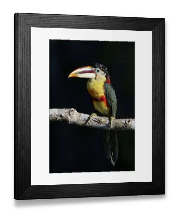 Framed Print : Curl-crested Aracari (Pteroglossus beauharnaesii) perched on a branch, Brazil Framed Print : Curl-crested Aracari (Pteroglossus beauharnaesii) perched on a branch, Brazil