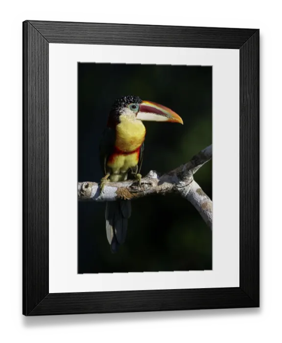 Framed Print : Curl-crested Aracari (Pteroglossus beauharnaesii) perched on a branch, Brazil