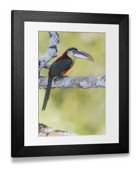 Framed Print : Curl-crested Aracari (Pteroglossus beauharnaesii) perched on a branch, Brazil