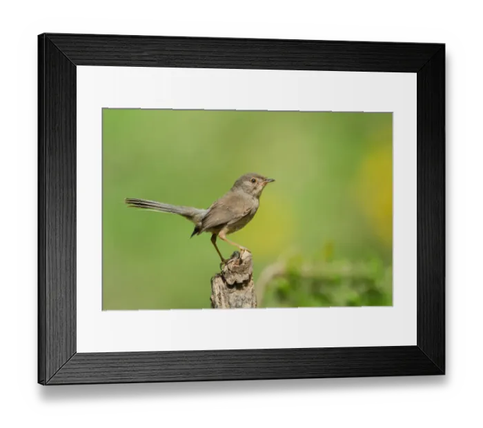 Framed Print : Dartford Warbler (Sylvia undata) juvenile, Liguria, Italy Framed Print : Dartford Warbler (Sylvia undata) juvenile, Liguria, Italy