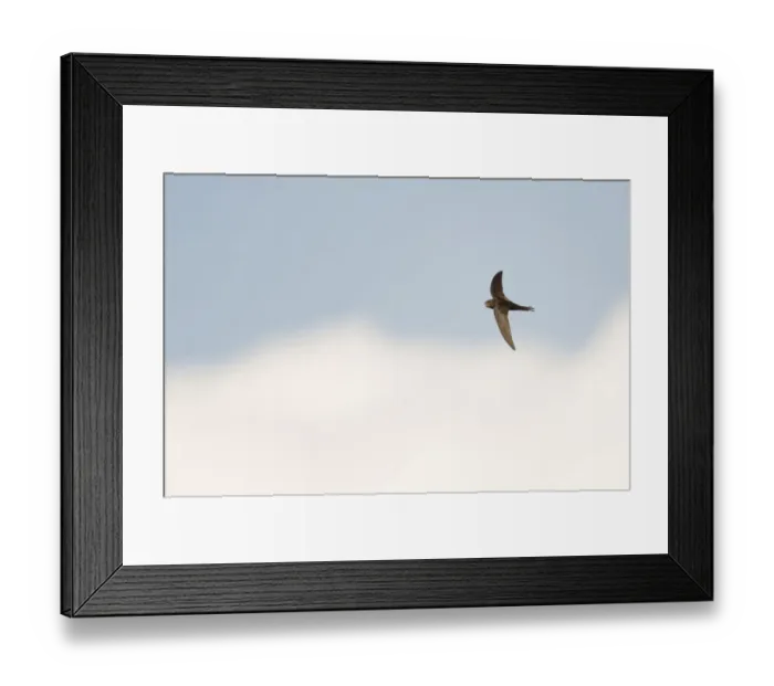 Framed Print : Common Swift (Apus apus) flying, North Rhine-Westphalia, Germany