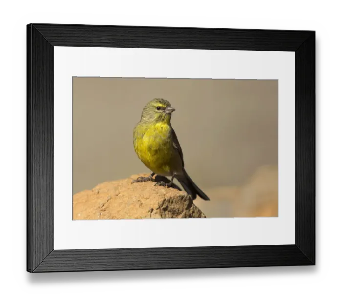 Framed Print : Drakensberg Siskin (Crithagra symonsi) male perched on a rock, Sani Pass, Lesotho