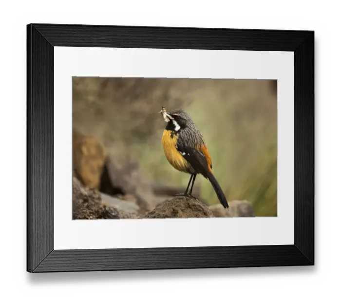 Framed Print : Drakensberg Rockjumper (Chaetops aurantius) male carrying insect, Kwazulu-Natal, South Framed Print : Drakensberg Rockjumper (Chaetops aurantius) male carrying insect, Kwazulu-Natal, South