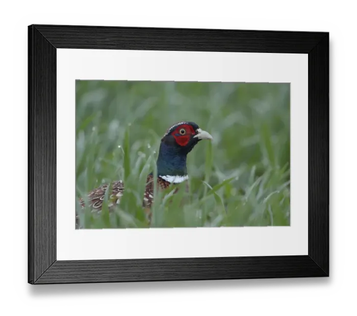 Framed Print : Common Pheasant (Phasianus colchicus) male on field, North Rhine-Westphalia, Germany Framed Print : Common Pheasant (Phasianus colchicus) male on field, North Rhine-Westphalia, Germany