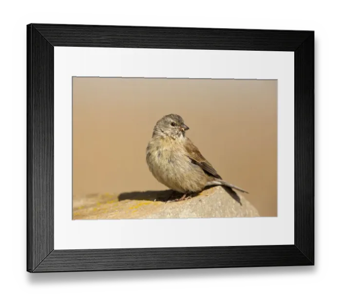 Framed Print : Drakensberg Siskin (Crithagra symonsi) female perched on a rock, Sani Pass, Lesotho Framed Print : Drakensberg Siskin (Crithagra symonsi) female perched on a rock, Sani Pass, Lesotho
