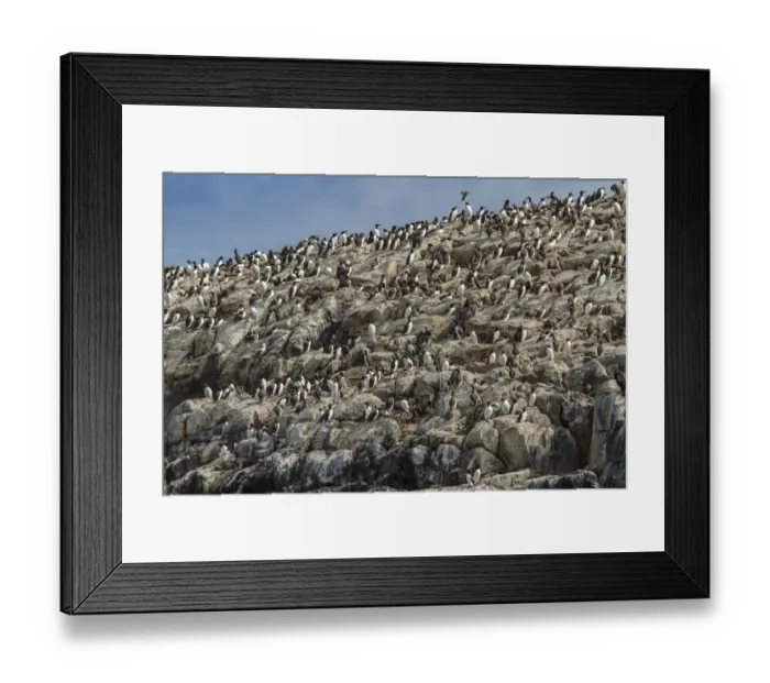 Framed Print : Common Murre (Uria aalge) colony on cliff, Farne Islands, United Kingdom Framed Print : Common Murre (Uria aalge) colony on cliff, Farne Islands, United Kingdom