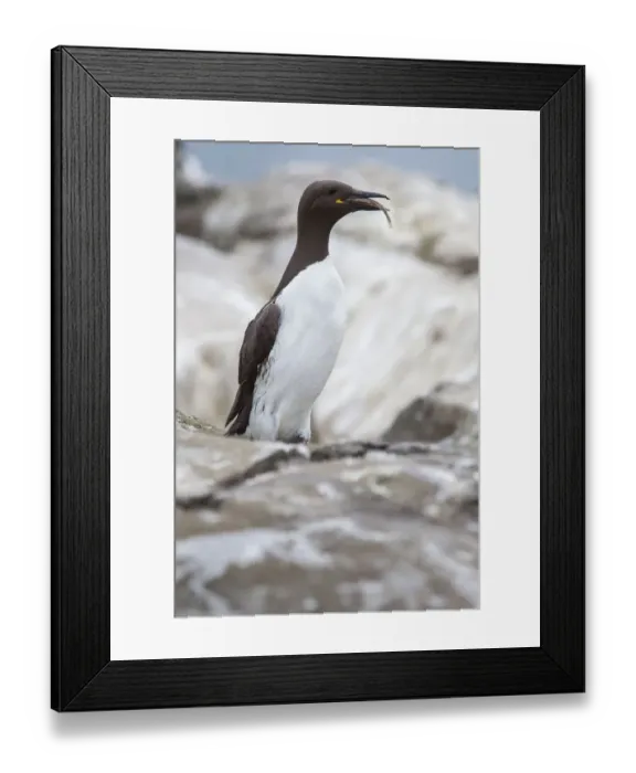 Framed Print : Common Murre (Uria aalge) perched on cliff with sandeel in beak, Farne Islands, United Framed Print : Common Murre (Uria aalge) perched on cliff with sandeel in beak, Farne Islands, United
