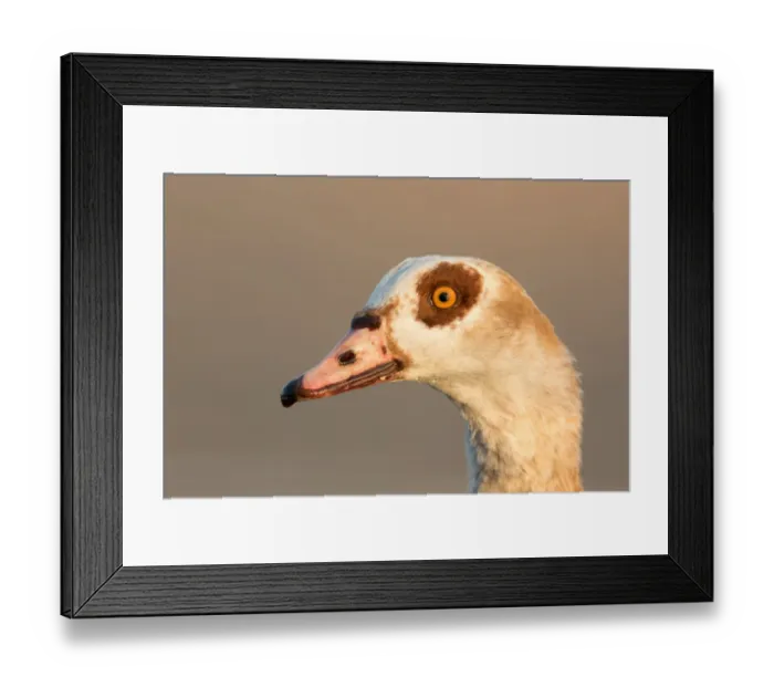Framed Print : Egyptian Goose (Alopochen aegyptiaca), Utrecht, The Netherlands Framed Print : Egyptian Goose (Alopochen aegyptiaca), Utrecht, The Netherlands