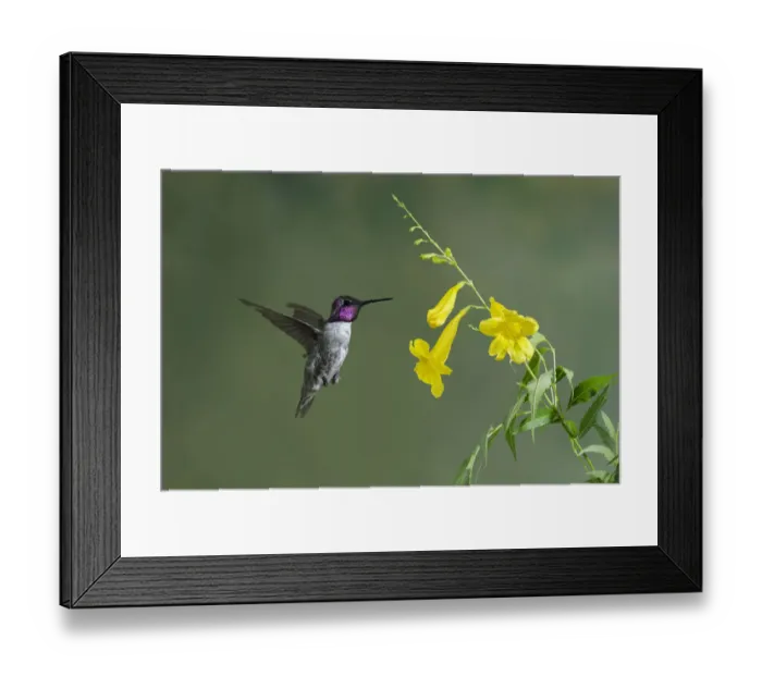 Framed Print : Costas Hummingbird (Calypte costae) male feeding on flower nectar, Arizona, USA Framed Print : Costas Hummingbird (Calypte costae) male feeding on flower nectar, Arizona, USA