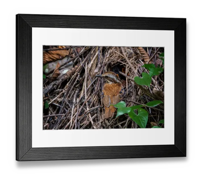 Framed Print : Eared Pitta (Hydrornis phayrei) female feeding chicks in nest, Kaeng Krachan, Thailand Framed Print : Eared Pitta (Hydrornis phayrei) female feeding chicks in nest, Kaeng Krachan, Thailand