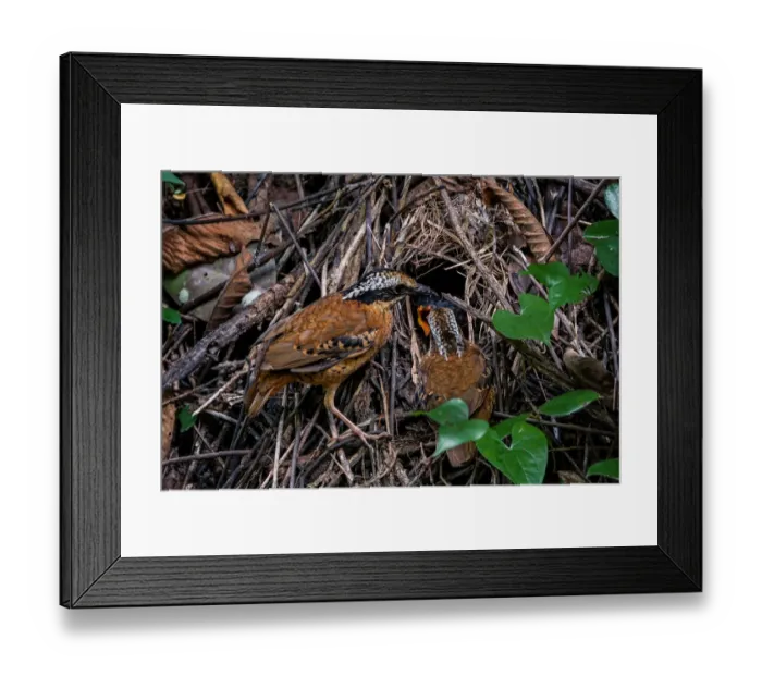 Framed Print : Eared Pitta (Hydrornis phayrei) pair feeding chicks in nest, Kaeng Krachan, Thailand Framed Print : Eared Pitta (Hydrornis phayrei) pair feeding chicks in nest, Kaeng Krachan, Thailand