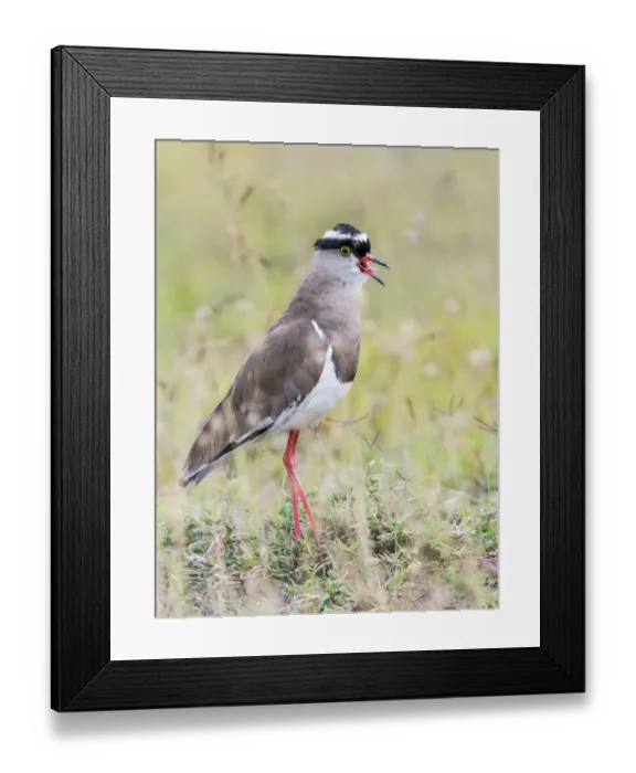 Framed Print : Crowned Lapwing (Vanellus coronatus) calling, Kenya Framed Print : Crowned Lapwing (Vanellus coronatus) calling, Kenya