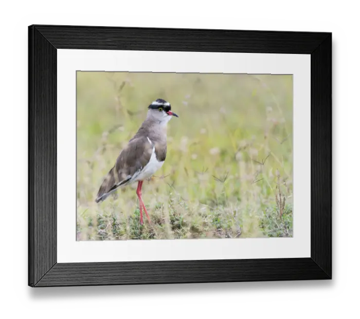 Framed Print : Crowned Lapwing (Vanellus coronatus), Kenya Framed Print : Crowned Lapwing (Vanellus coronatus), Kenya