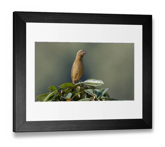 Framed Print : Dark-rumped Rosefinch (Carpodacus edwardsii) female, Darjeeling, India Framed Print : Dark-rumped Rosefinch (Carpodacus edwardsii) female, Darjeeling, India