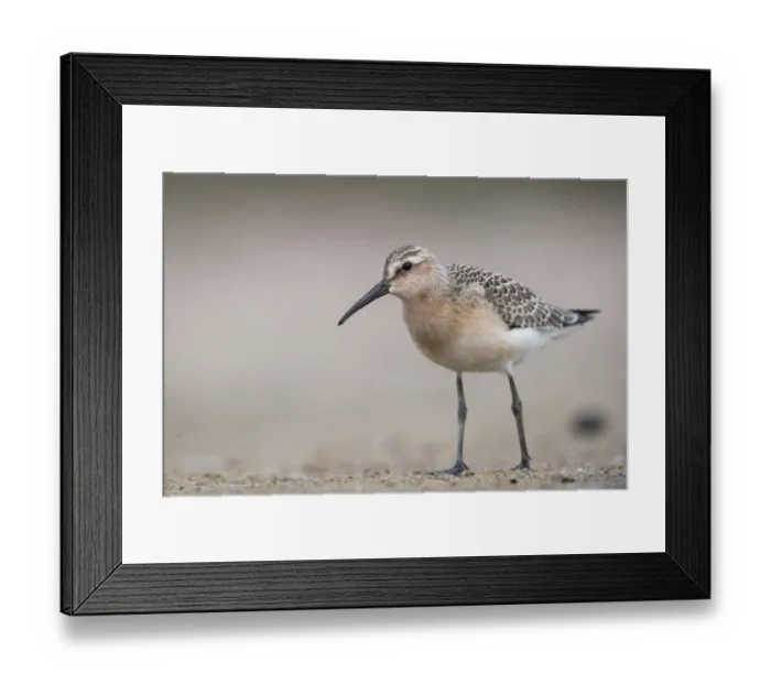 Framed Print : Curlew Sandpiper (Calidris ferruginea) foraging, Mecklenburg-Western Pomerania, Germany Framed Print : Curlew Sandpiper (Calidris ferruginea) foraging, Mecklenburg-Western Pomerania, Germany