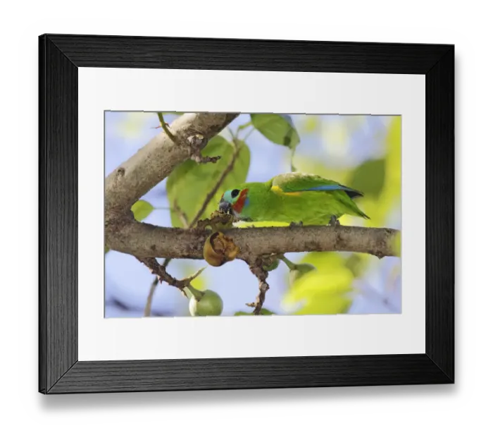 Framed Print : Double-eyed Fig Parrot (Cyclopsitta diophthalma macleayana) male perched on a branch Framed Print : Double-eyed Fig Parrot (Cyclopsitta diophthalma macleayana) male perched on a branch