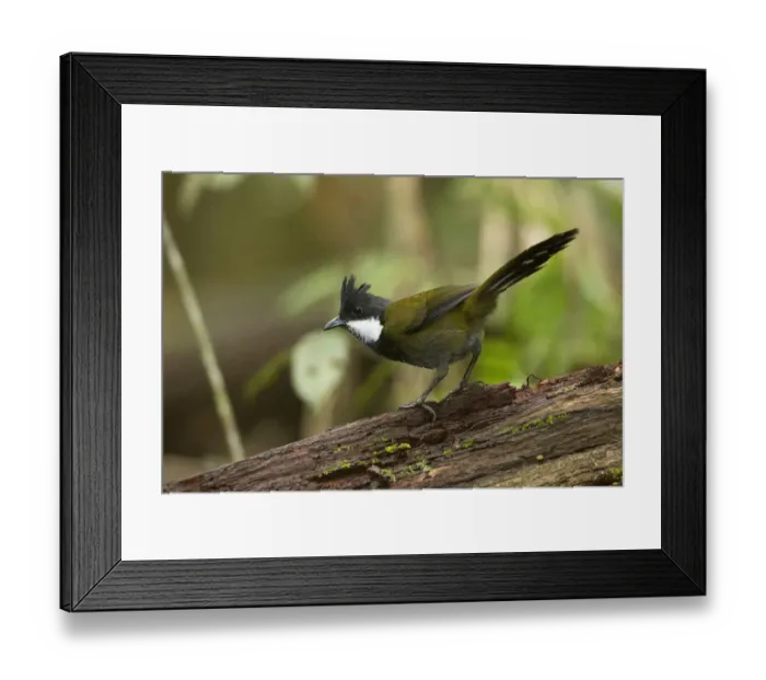 Framed Print : Eastern Whipbird (Psophodes olivaceus) perched on a trunk, Queensland, Australia Framed Print : Eastern Whipbird (Psophodes olivaceus) perched on a trunk, Queensland, Australia