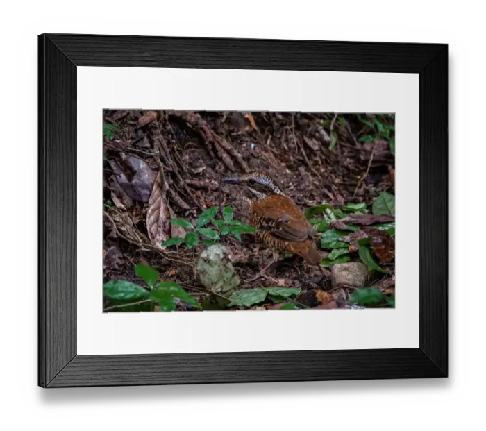 Framed Print : Eared Pitta (Hydrornis phayrei) female, Kaeng Krachan, Thailand Framed Print : Eared Pitta (Hydrornis phayrei) female, Kaeng Krachan, Thailand