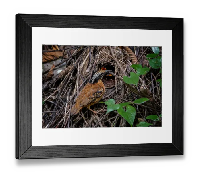 Framed Print : Eared Pitta (Hydrornis phayrei) male feeding chicks in nest, Kaeng Krachan, Thailand Framed Print : Eared Pitta (Hydrornis phayrei) male feeding chicks in nest, Kaeng Krachan, Thailand