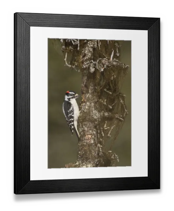 Framed Print : Downy Woodpecker (Dryobates pubescens) male, Alaska, USA Framed Print : Downy Woodpecker (Dryobates pubescens) male, Alaska, USA