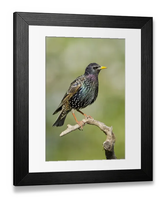 Framed Print : Common Starling (Sturnus vulgaris), Lower Saxony, Germany Framed Print : Common Starling (Sturnus vulgaris), Lower Saxony, Germany