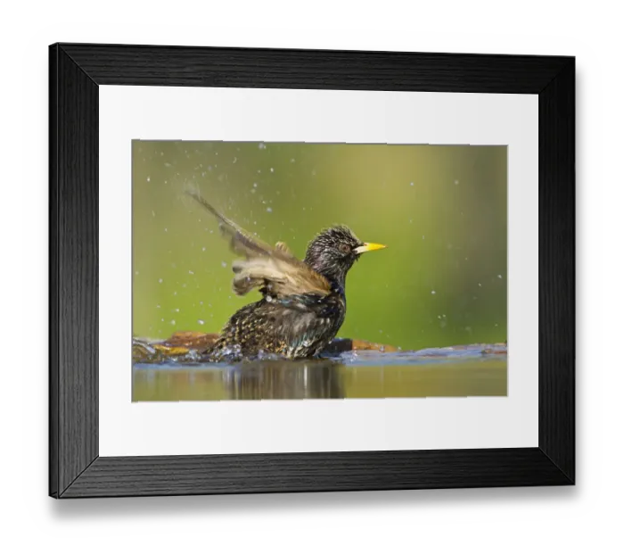 Framed Print : Common Starling (Sturnus vulgaris) bathing, Rhineland-Palatinate, Germany