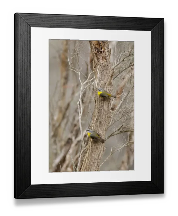 Framed Print : Eastern Yellow Robin (Eopsaltria australis), Victoria, Australia Framed Print : Eastern Yellow Robin (Eopsaltria australis), Victoria, Australia