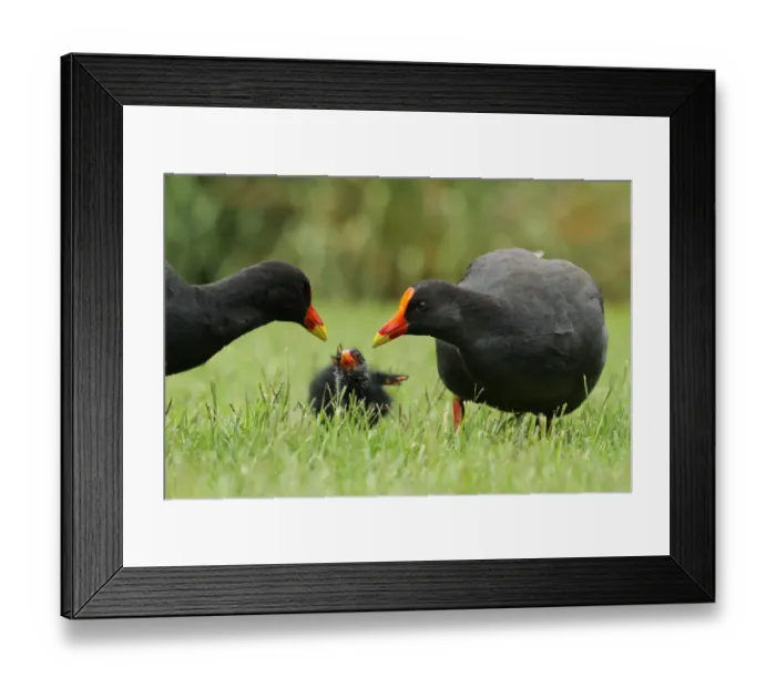 Framed Print : Dusky Moorhen (Gallinula tenebrosa) juvenile, Queensland, Australia Framed Print : Dusky Moorhen (Gallinula tenebrosa) juvenile, Queensland, Australia