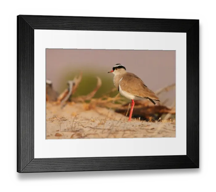 Framed Print : Crowned Lapwing (Vanellus coronatus), Namibia Framed Print : Crowned Lapwing (Vanellus coronatus), Namibia