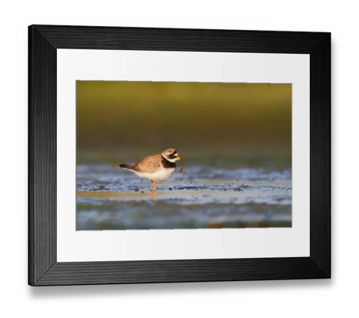 Framed Print : Common Ringed Plover (Charadrius hiaticula), Schleswig-Holstein, Germany Framed Print : Common Ringed Plover (Charadrius hiaticula), Schleswig-Holstein, Germany
