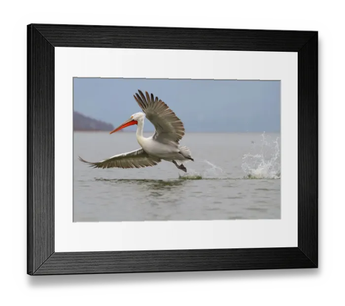 Framed Print : Dalmatian Pelican (Pelecanus crispus) flying, Lake Kerkini, Greece Framed Print : Dalmatian Pelican (Pelecanus crispus) flying, Lake Kerkini, Greece
