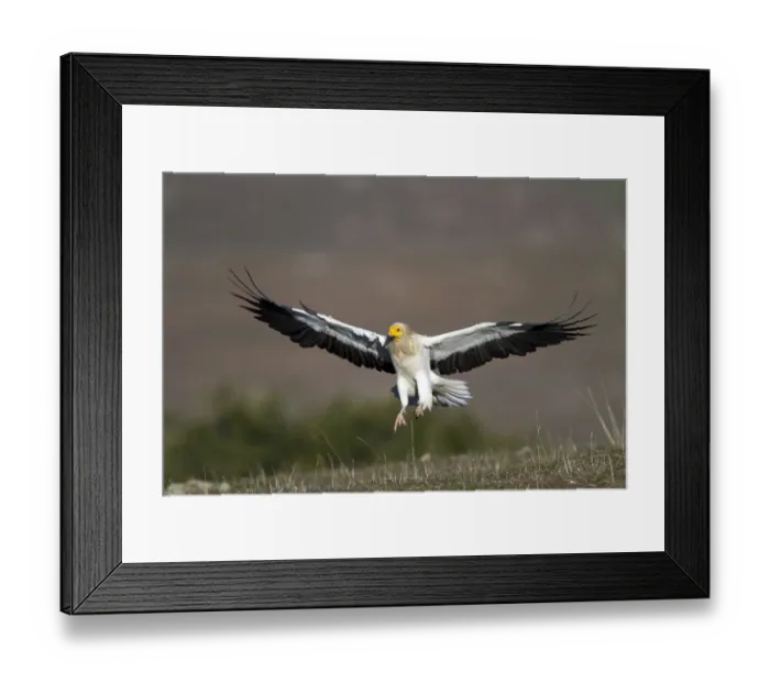Framed Print : Egyptian Vulture (Neophron percnopterus) flying, Castile-La Mancha, Spain Framed Print : Egyptian Vulture (Neophron percnopterus) flying, Castile-La Mancha, Spain