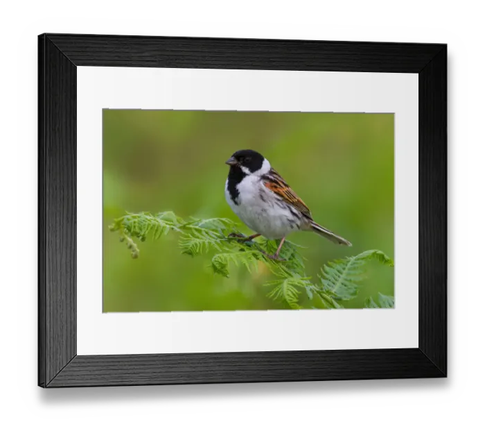Framed Print : Common Reed Bunting (Emberiza schoeniclus) male, Greater London, United Kingdom Framed Print : Common Reed Bunting (Emberiza schoeniclus) male, Greater London, United Kingdom