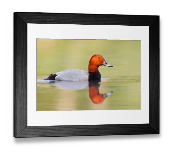 Framed Print : Common Pochard (Aythya ferina) male, Brandenburg, Germany Framed Print : Common Pochard (Aythya ferina) male, Brandenburg, Germany