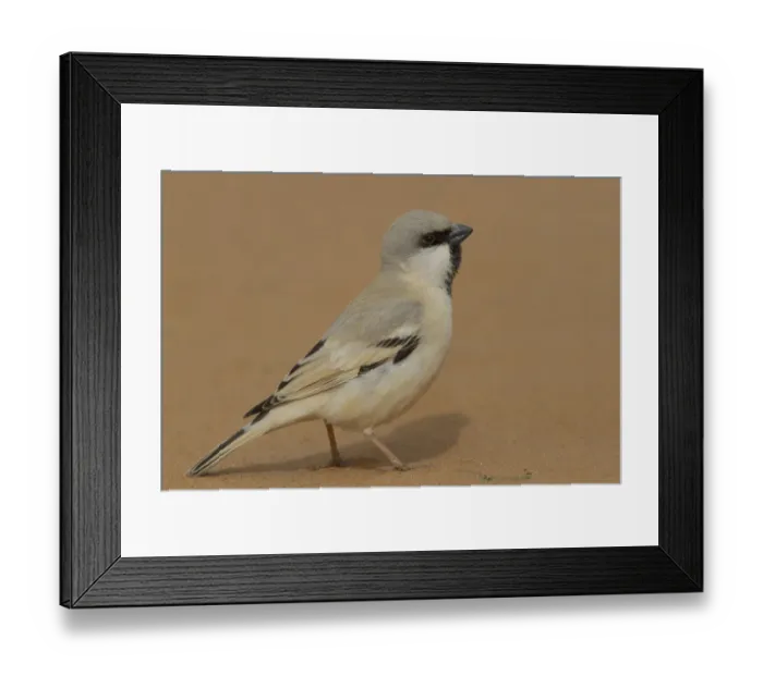 Framed Print : Desert Sparrow (Passer simplex) male, Morocco Framed Print : Desert Sparrow (Passer simplex) male, Morocco