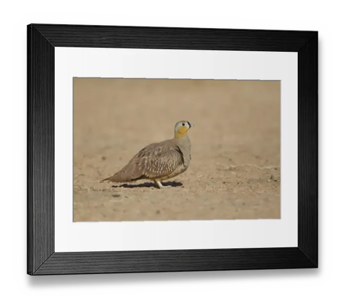Framed Print : Crowned Sandgrouse (Pterocles coronatus) male, Morocco Framed Print : Crowned Sandgrouse (Pterocles coronatus) male, Morocco