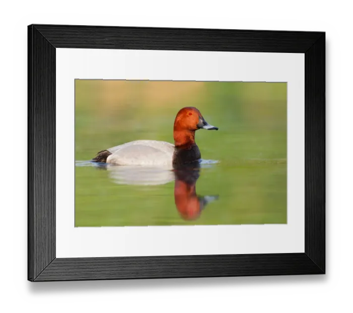 Framed Print : Common Pochard (Aythya ferina) male, Brandenburg, Germany Framed Print : Common Pochard (Aythya ferina) male, Brandenburg, Germany
