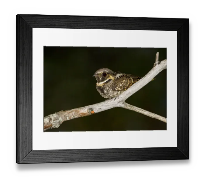 Framed Print : Eastern Whip-poor-will (Antrostomus vociferus), Ontario, Canada Framed Print : Eastern Whip-poor-will (Antrostomus vociferus), Ontario, Canada