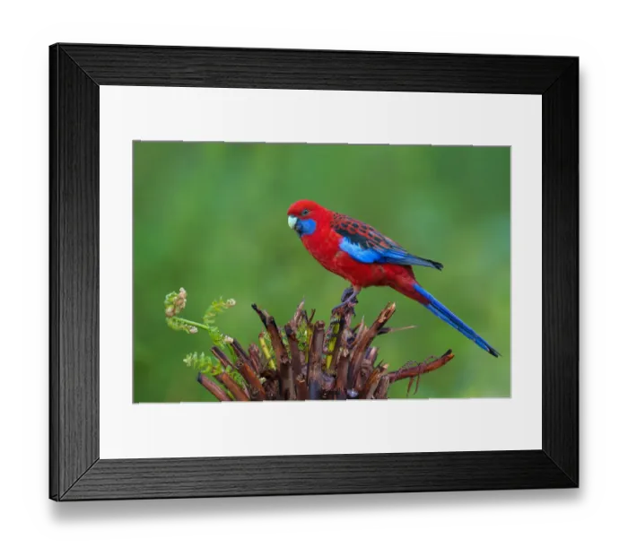 Framed Print : Crimson Rosella (Platycercus elegans), Victoria, Australia Framed Print : Crimson Rosella (Platycercus elegans), Victoria, Australia