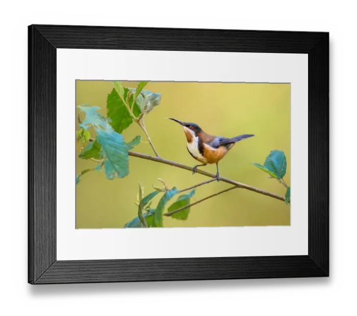 Framed Print : Eastern Spinebill (Acanthorhynchus tenuirostris) male, Victoria, Australia Framed Print : Eastern Spinebill (Acanthorhynchus tenuirostris) male, Victoria, Australia
