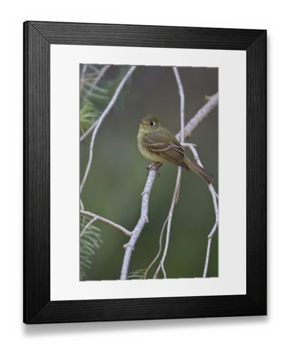 Framed Print : Cordilleran Flycatcher (Empidonax occidentalis), Arizona, USA Framed Print : Cordilleran Flycatcher (Empidonax occidentalis), Arizona, USA