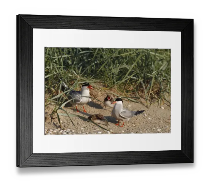 Framed Print : Common Tern (Sterna hirundo) juvenile, Lower Saxony, Germany Framed Print : Common Tern (Sterna hirundo) juvenile, Lower Saxony, Germany