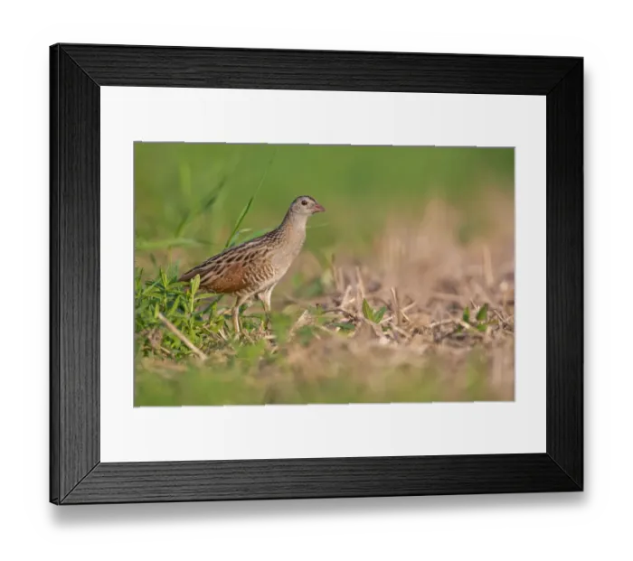 Framed Print : Corn Crake (Crex crex), Saxony-Anhalt, Germany Framed Print : Corn Crake (Crex crex), Saxony-Anhalt, Germany