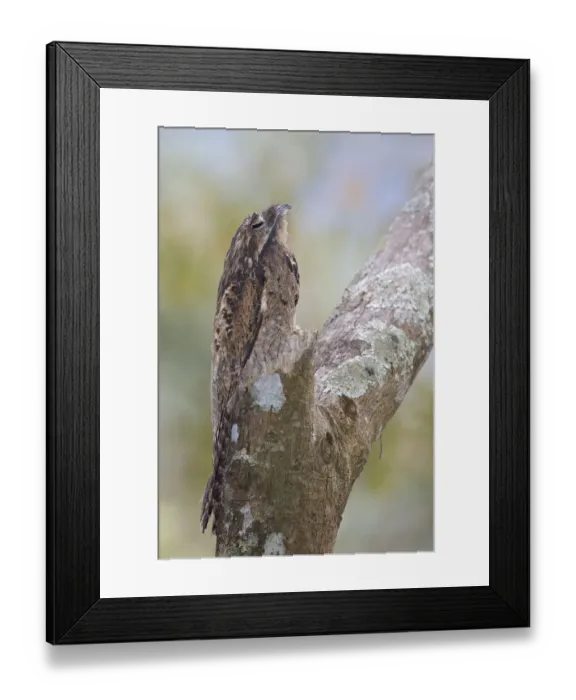Framed Print : Common Potoo (Nyctibius griseus), Costa Rica Framed Print : Common Potoo (Nyctibius griseus), Costa Rica