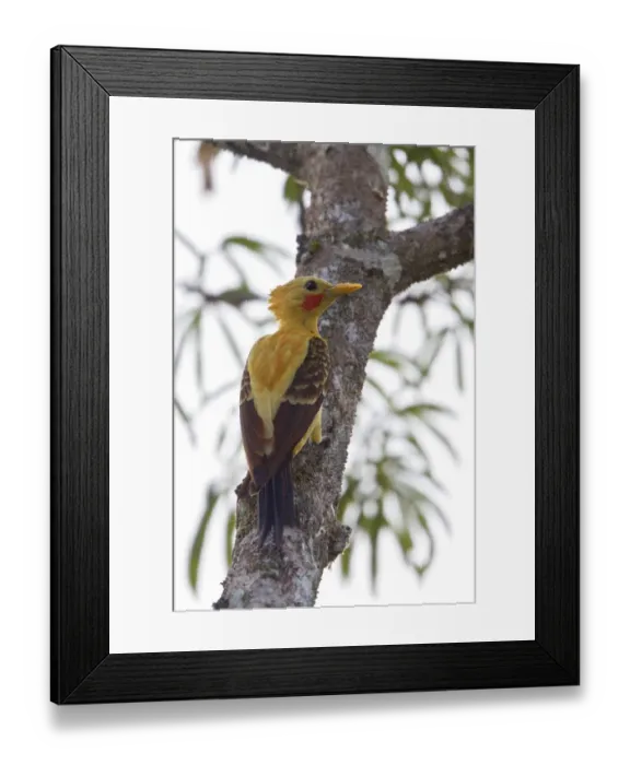 Framed Print : Cream-colored Woodpecker (Celeus flavus), Ecuador Framed Print : Cream-colored Woodpecker (Celeus flavus), Ecuador
