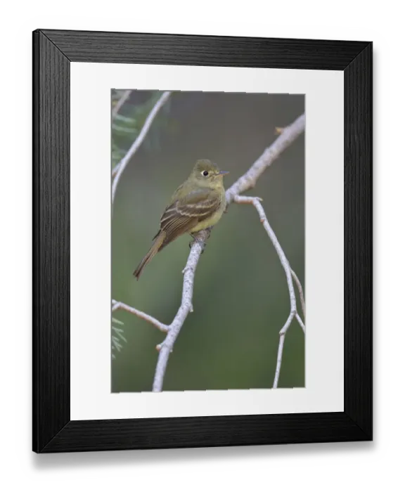 Framed Print : Cordilleran Flycatcher (Empidonax occidentalis), Arizona, USA Framed Print : Cordilleran Flycatcher (Empidonax occidentalis), Arizona, USA