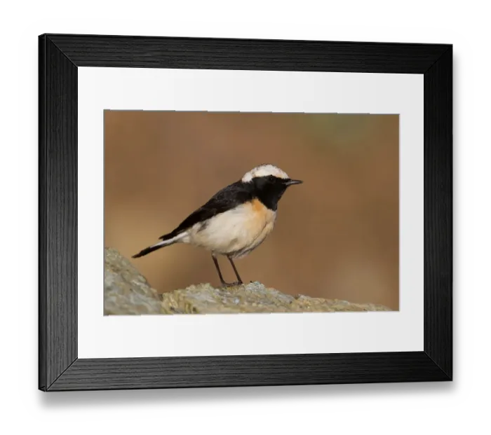Framed Print : Cyprus Wheatear (Oenanthe cypriaca) male, Cyprus Framed Print : Cyprus Wheatear (Oenanthe cypriaca) male, Cyprus